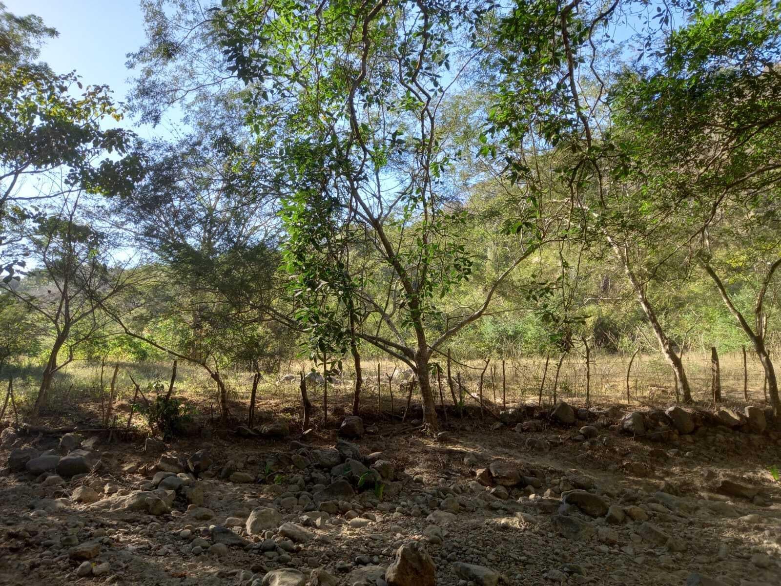 Lote Higuera