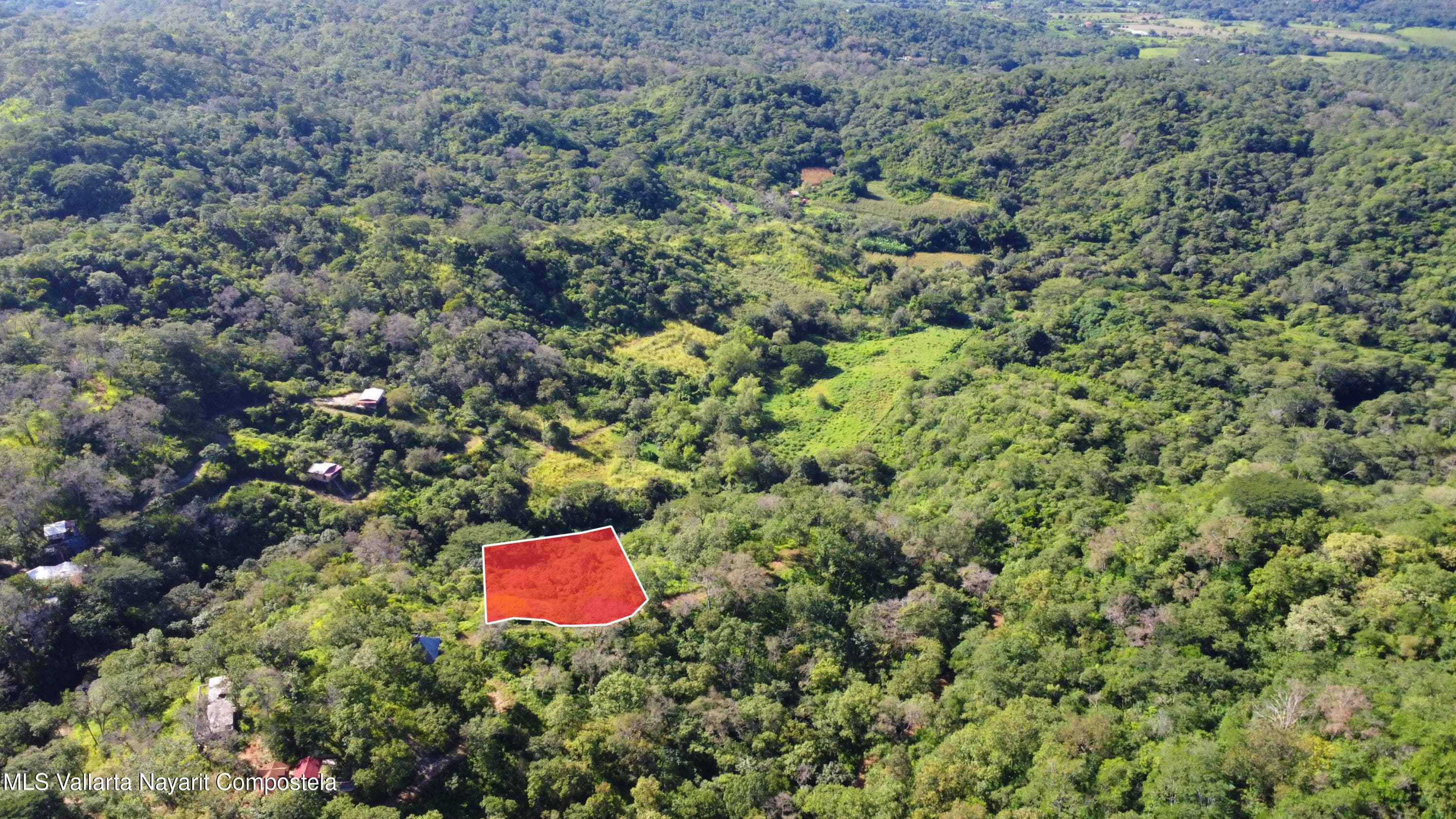 Lote Ficus 5